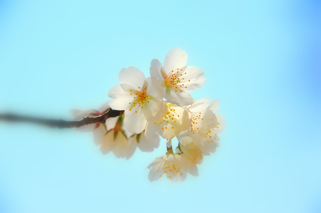今年の桜花２