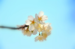 今年の桜花２