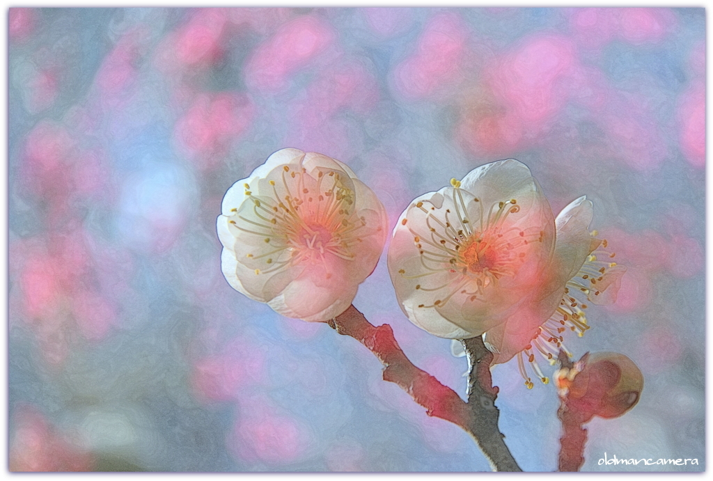 春よいずこに