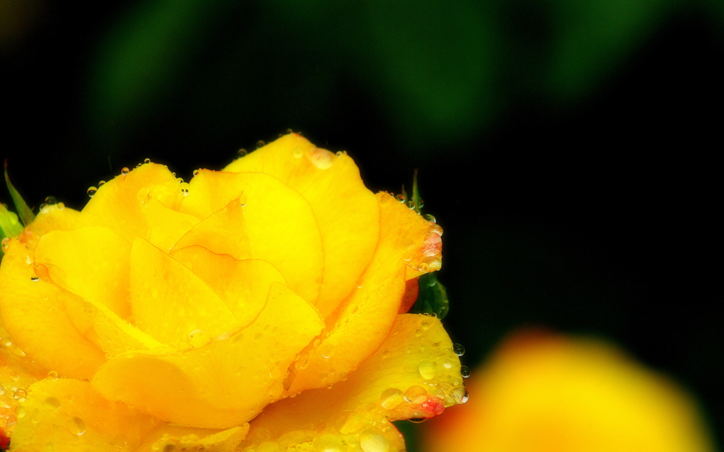 Rose candy