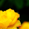 Rose candy