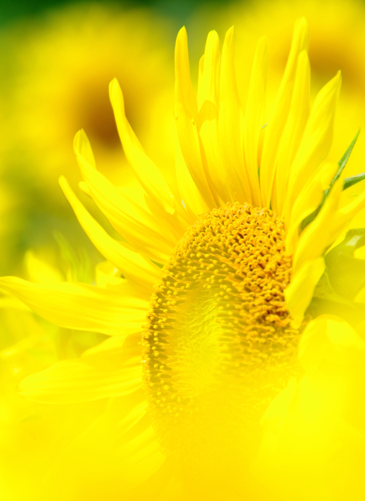夏の使花