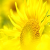 夏の使花