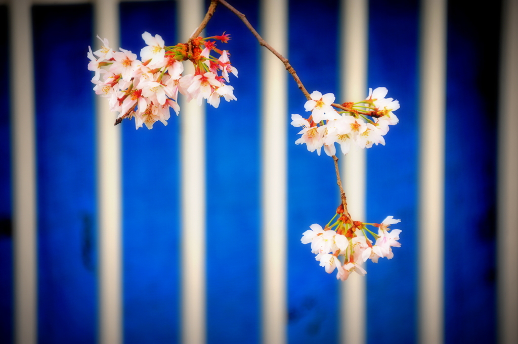 2016桜花-18