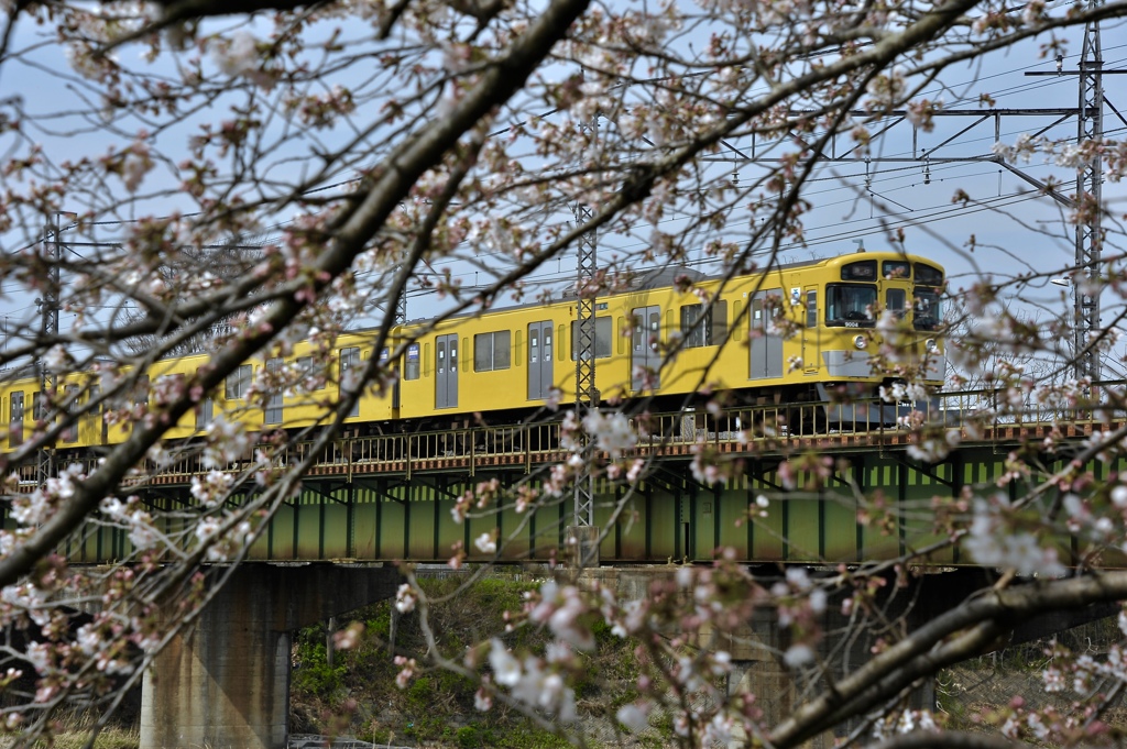 春の鉄道風景２