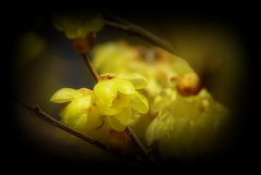 黄梅花