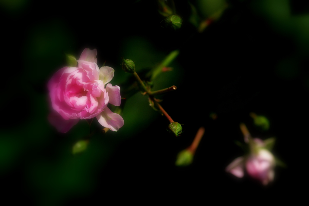 小さな薔薇