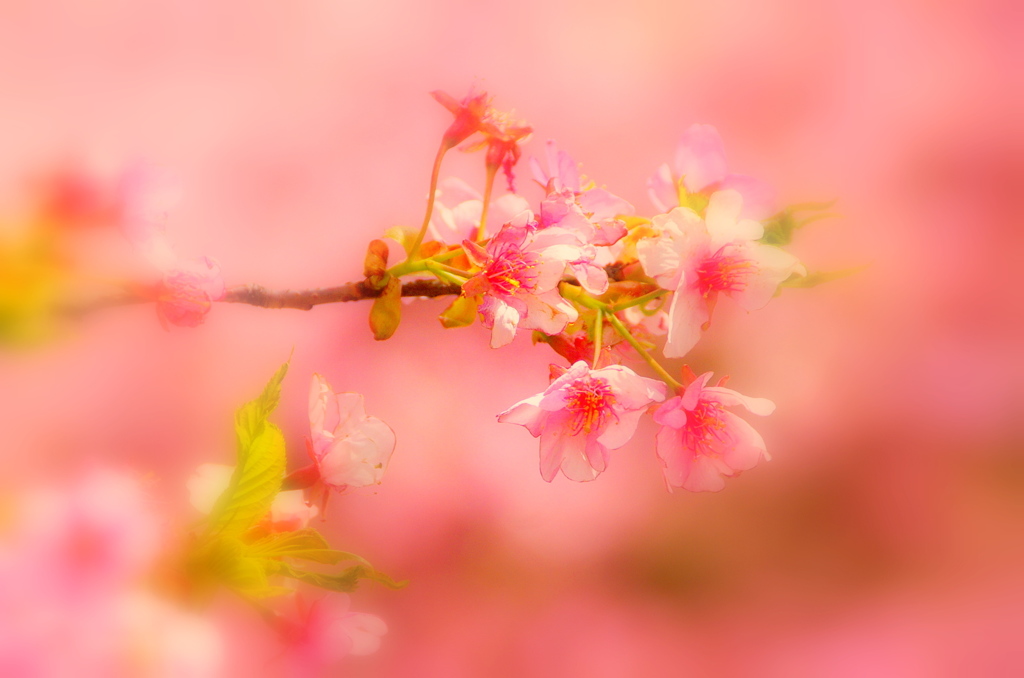松田の河津桜
