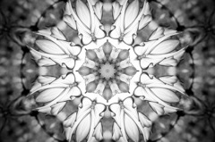 Flower of Medal３