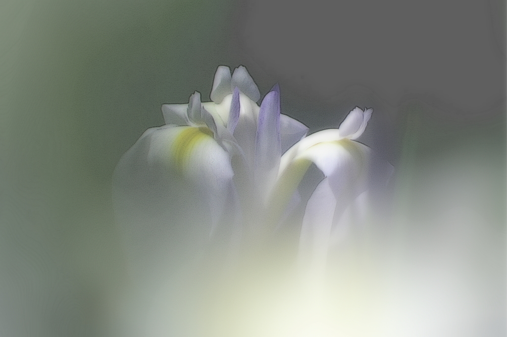 花霧１