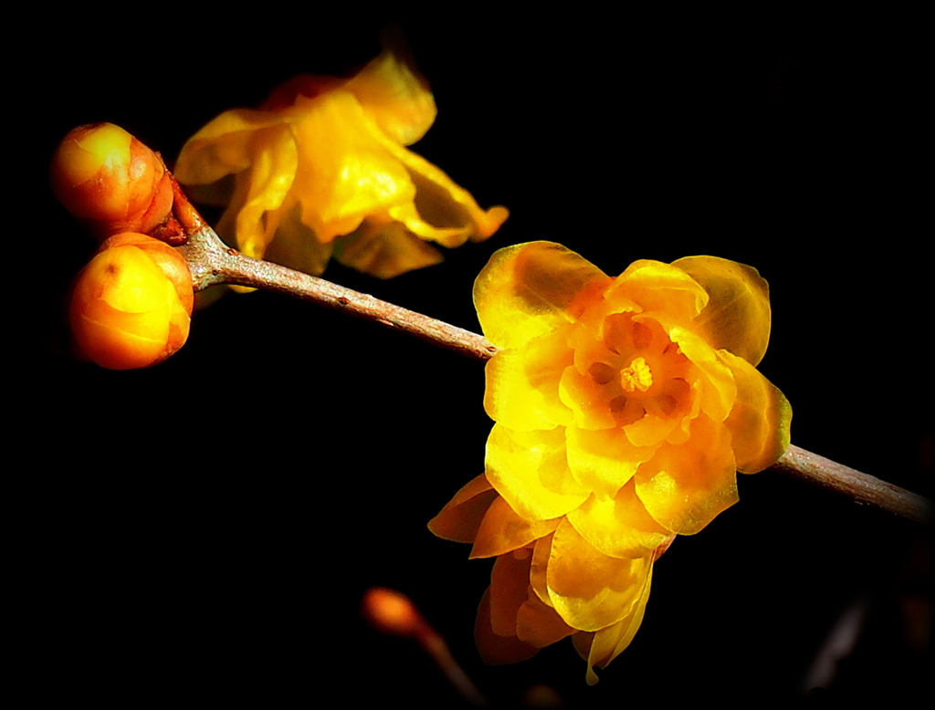 琥珀の花