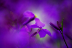 紫の迷宮