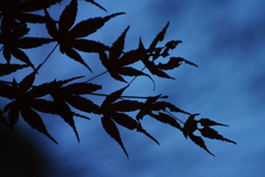 青霧に消える秋・・