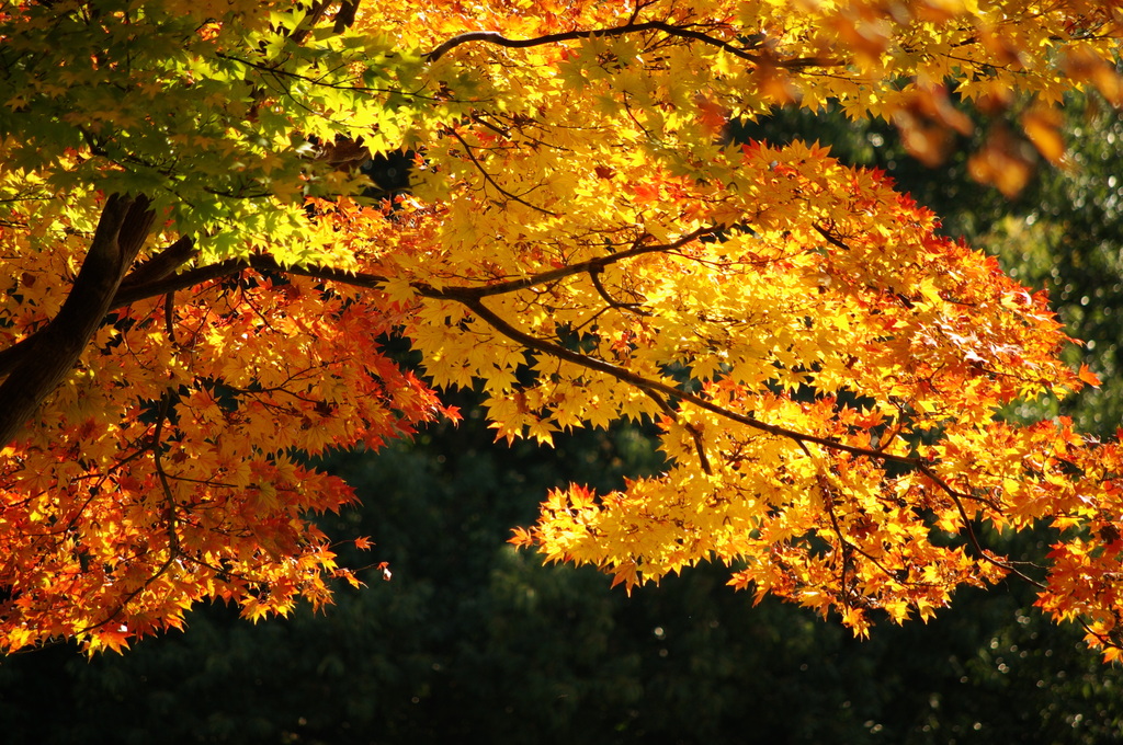 満開です紅葉