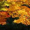 満開です紅葉