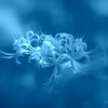 Blue amaryllis