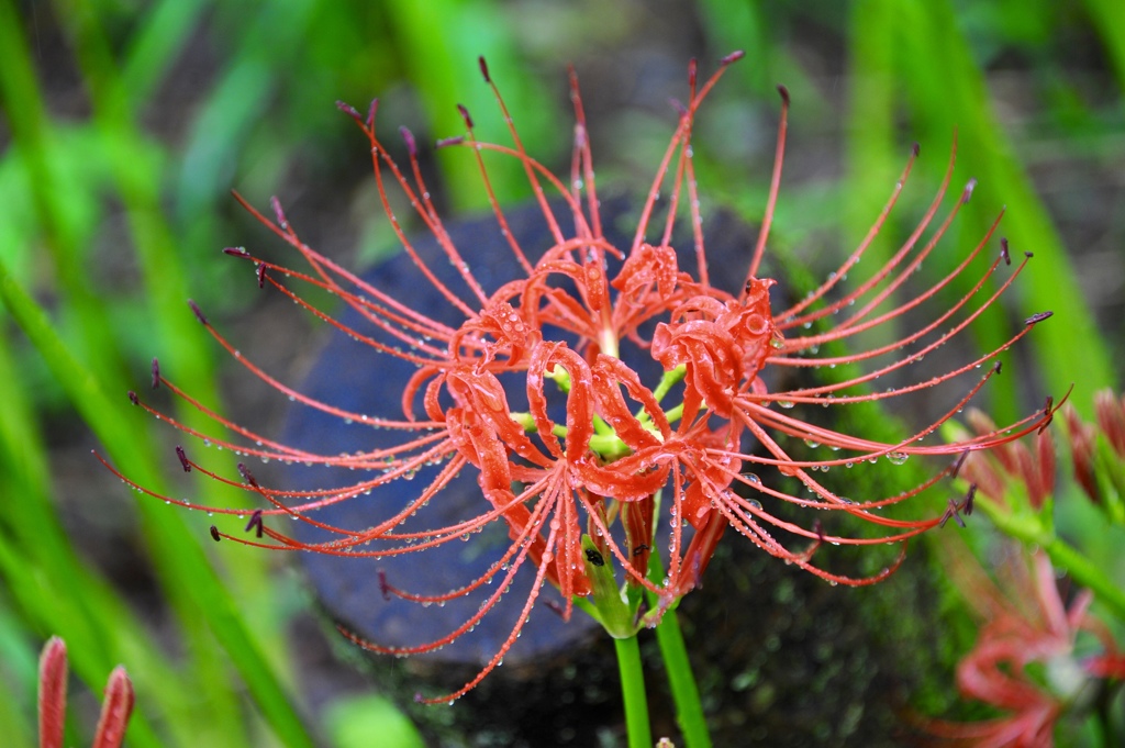 紅く咲くのが華７