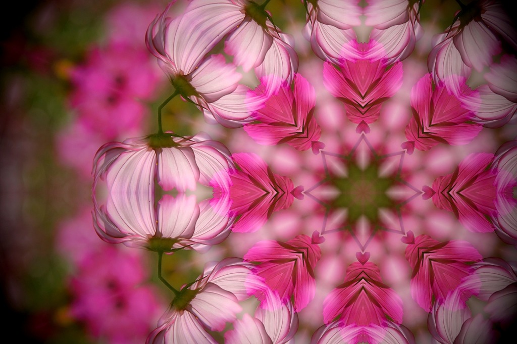 秋桜旋風４