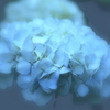 梅雨花１
