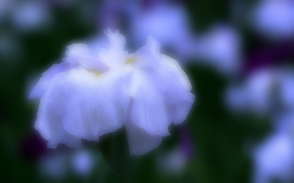 花菖蒲（１）