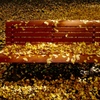 黄葉のベンチ