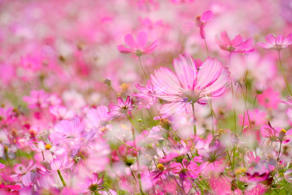 秋桜の夢１
