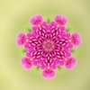 浮遊幻花