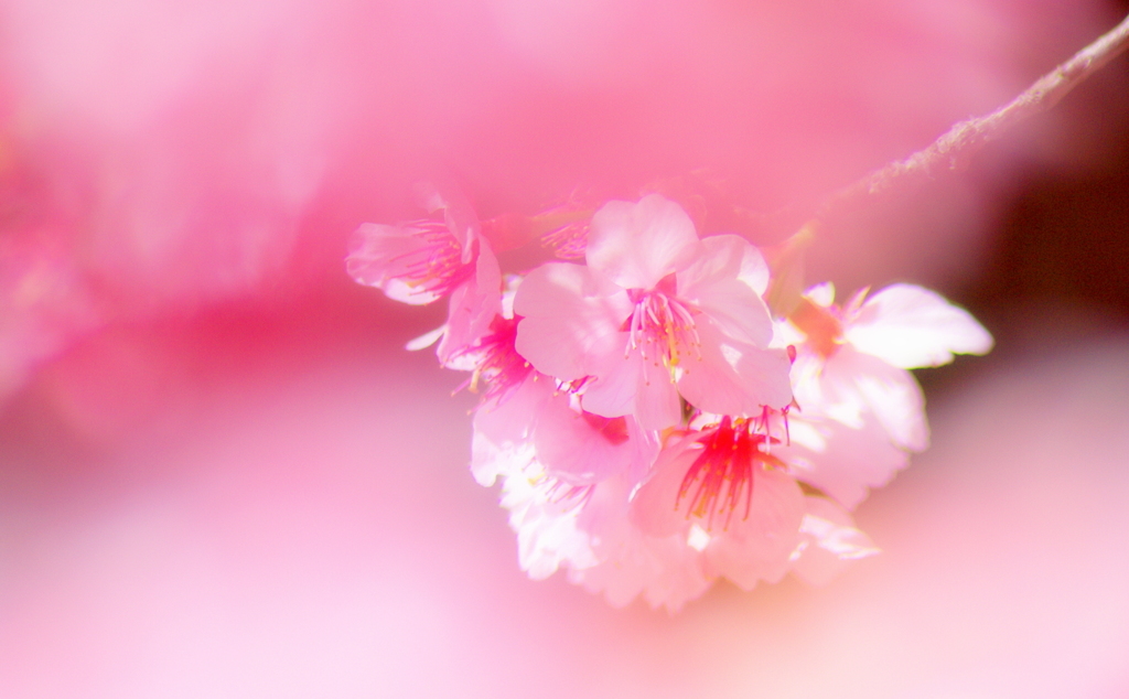 鎮魂の桜