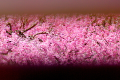 そっと垣間見る春は満開の枝垂れ落ちる桜花の滝