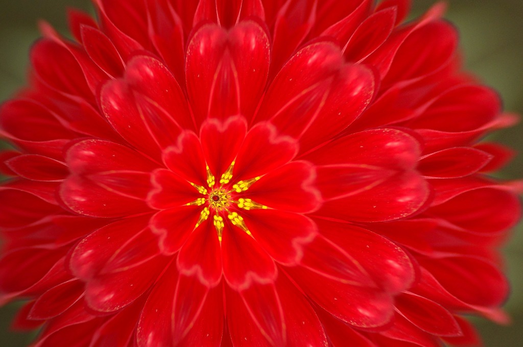 Dahlia fantasy第2楽章