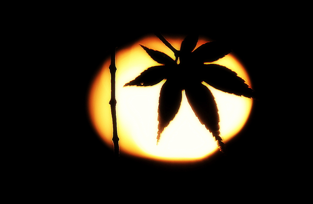 影紅葉４