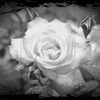 追憶の薔薇