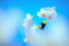 霞む桜花