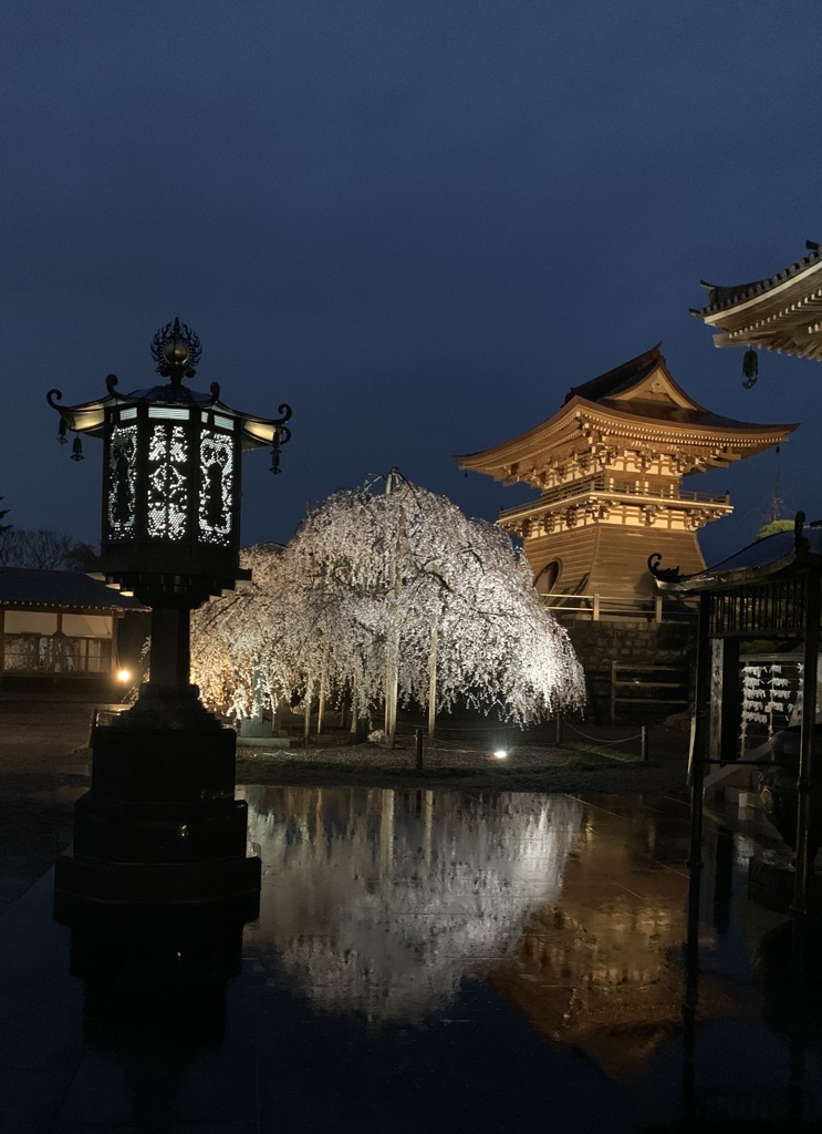 雨に枝垂る桜