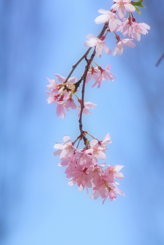 春過ぎ行く桜