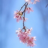 春過ぎ行く桜