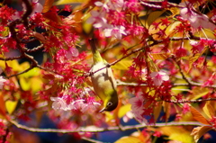 春桜の陽だまり