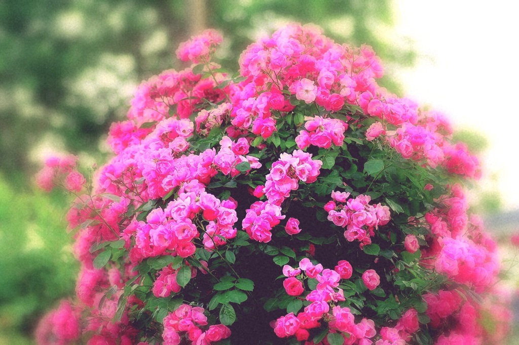 薔薇の門