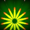 花火花（Fireworks flower）３