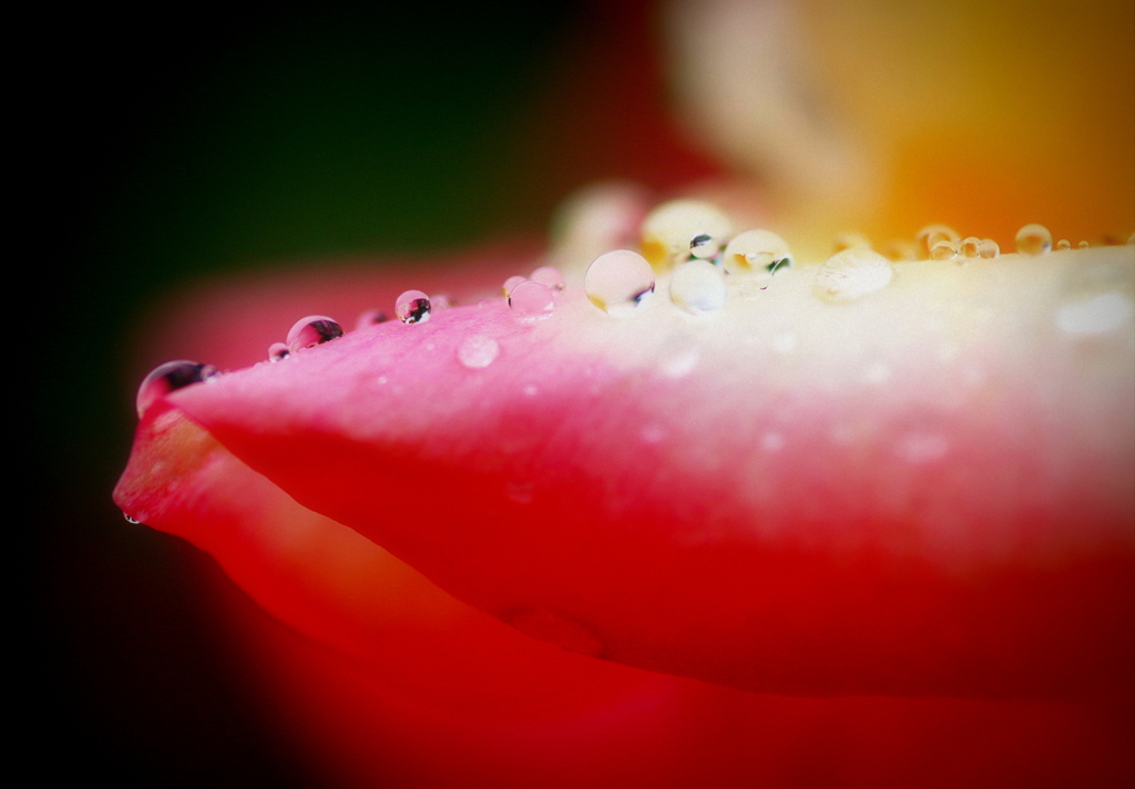 花びらに玉すだれ