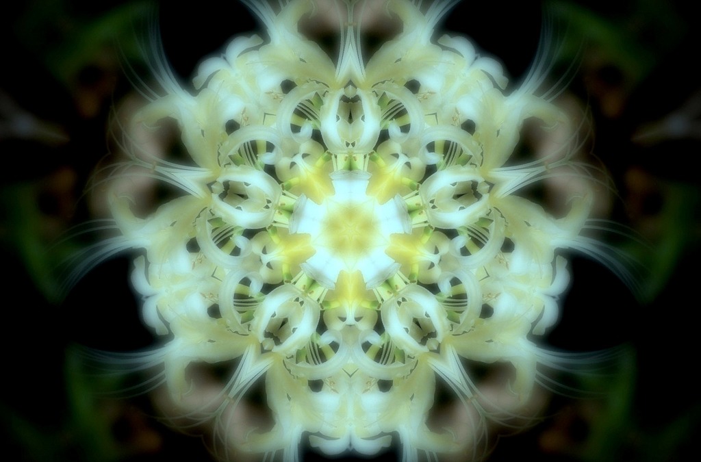 化粧白花