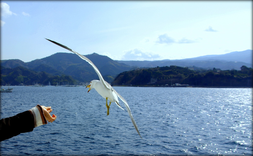 a sea gull　いっただきー