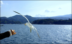 a sea gull　いっただきー