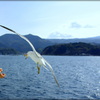 a sea gull　いっただきー