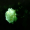 It rose floating in the darkness