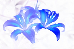 二輪のBlue lily