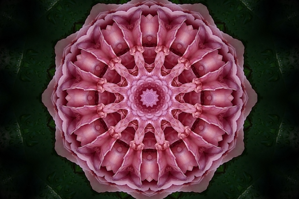ダークローズ