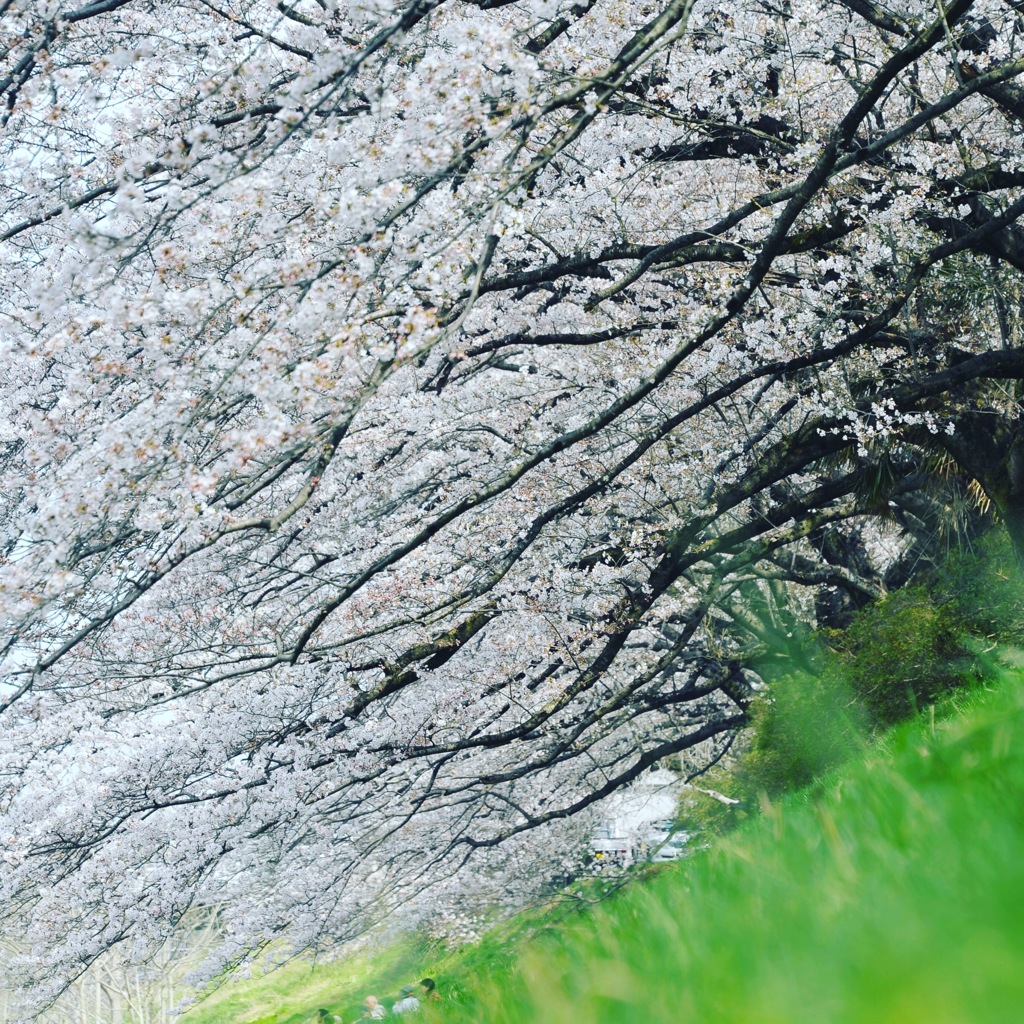 桜滝