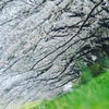 桜滝
