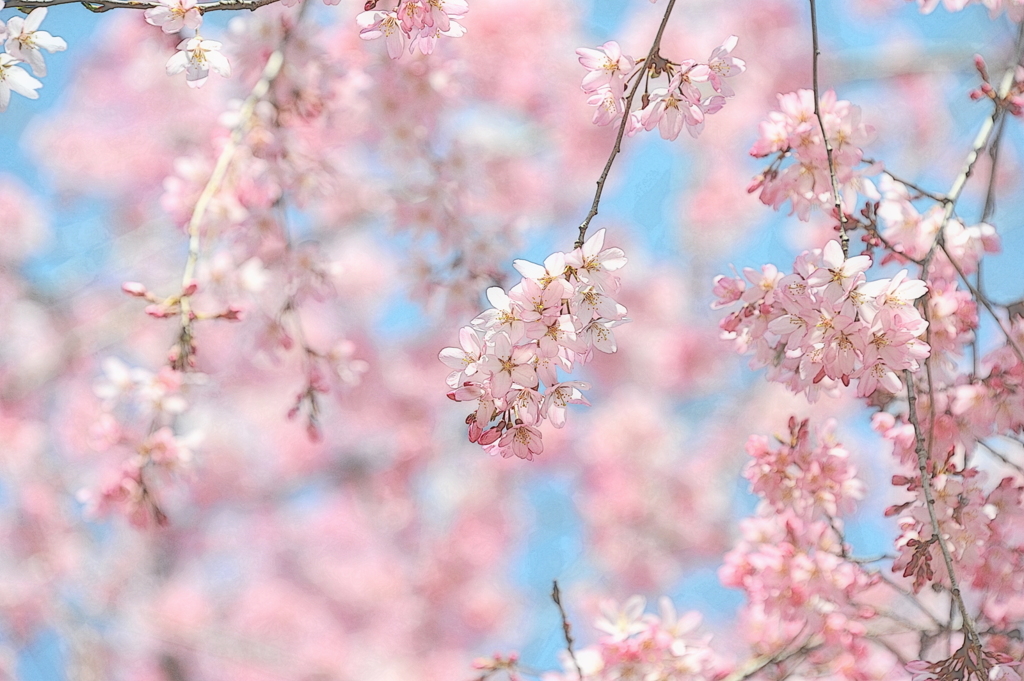 薄花桜２